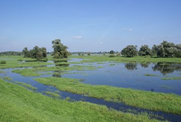 Überschwemmte Wiesen im unteren Odertal